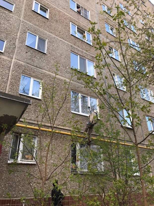 В Екатеринбурге спасли кота, брошенного уехавшими хозяевами и застрявшего в окне