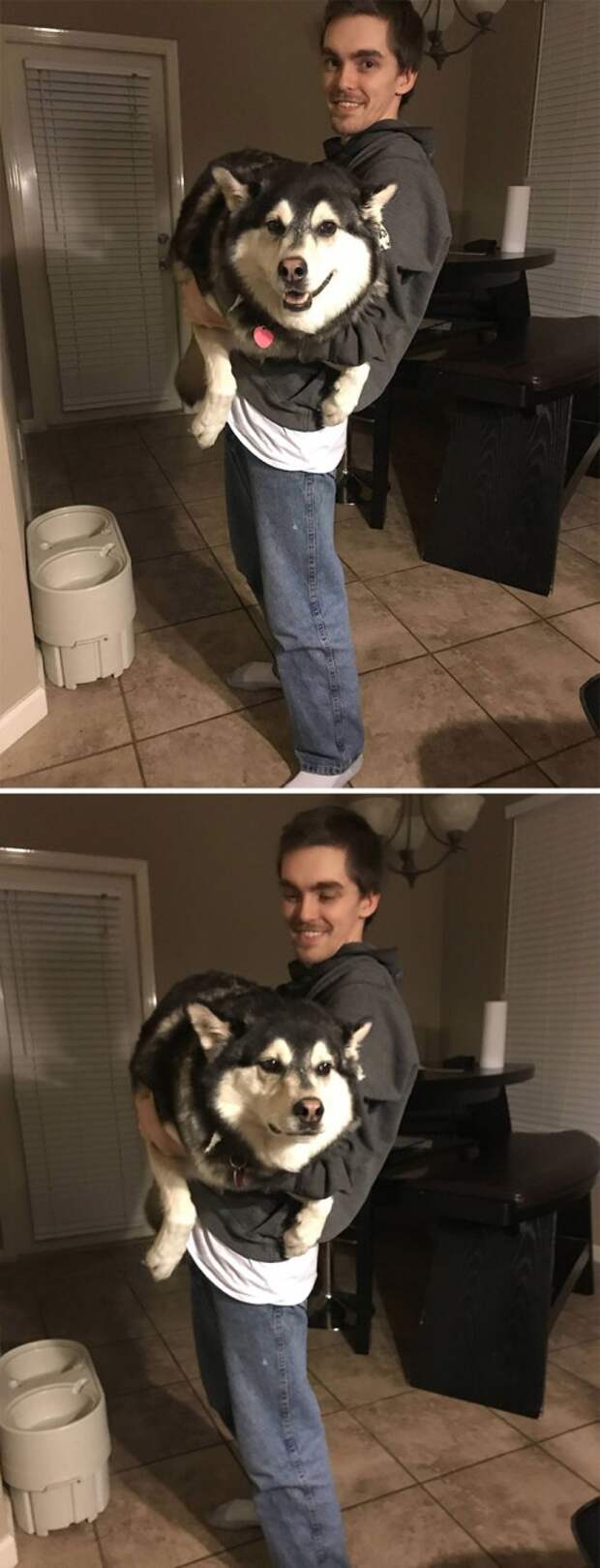 My Friend’s Husky Before And After We Called Him Fat