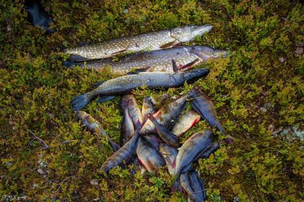 Рыбалка на лесном озере фотография, рыбалка, лес, Озеро, окунь, щука, мурманская область, хаски, длиннопост