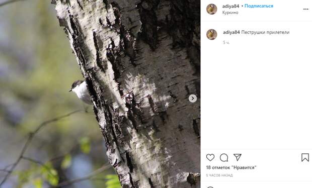 Фото дня: пеструшка прилетела!