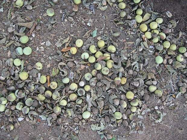 Удивительное дерево Марула (лат. Sclerocarya birrea)