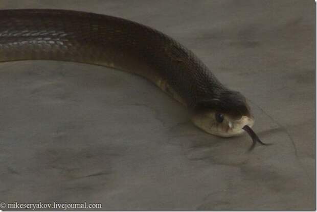 Extreme-cocktail-of-Thailand_3_(www.funnypagenet.com)