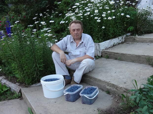 Удивительные урожайные грядки Игоря Лядова 