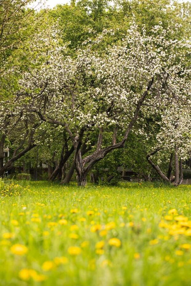 Синоптики прогнозируют волны тепла и похолодания в Москве