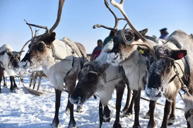 Новости ЯНАО: салехардцы попали в Книгу рекордов России, политики оценили дополнительные «кочевые», вакцинация северных оленей продолжается