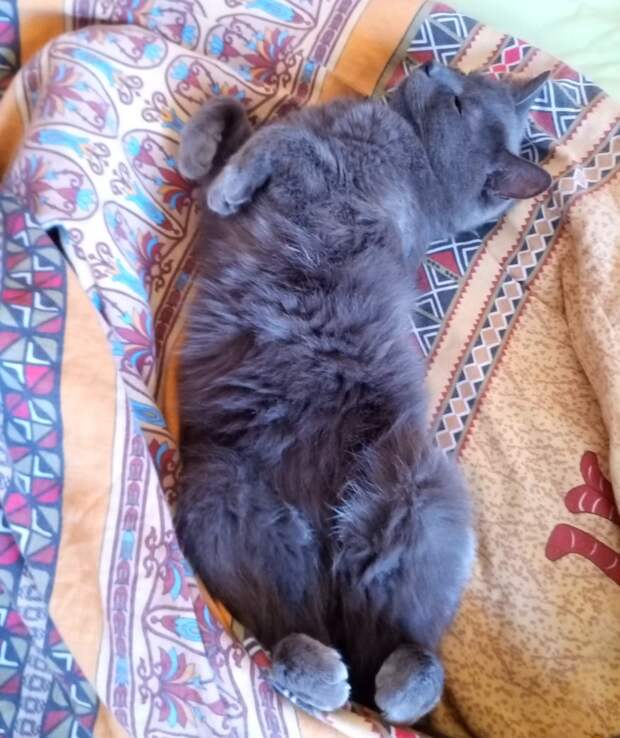 помощь раненому коту серый кот
