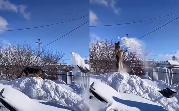 «Засыпь меня полностью!»: на видео попал пес, принимающий снежный душ