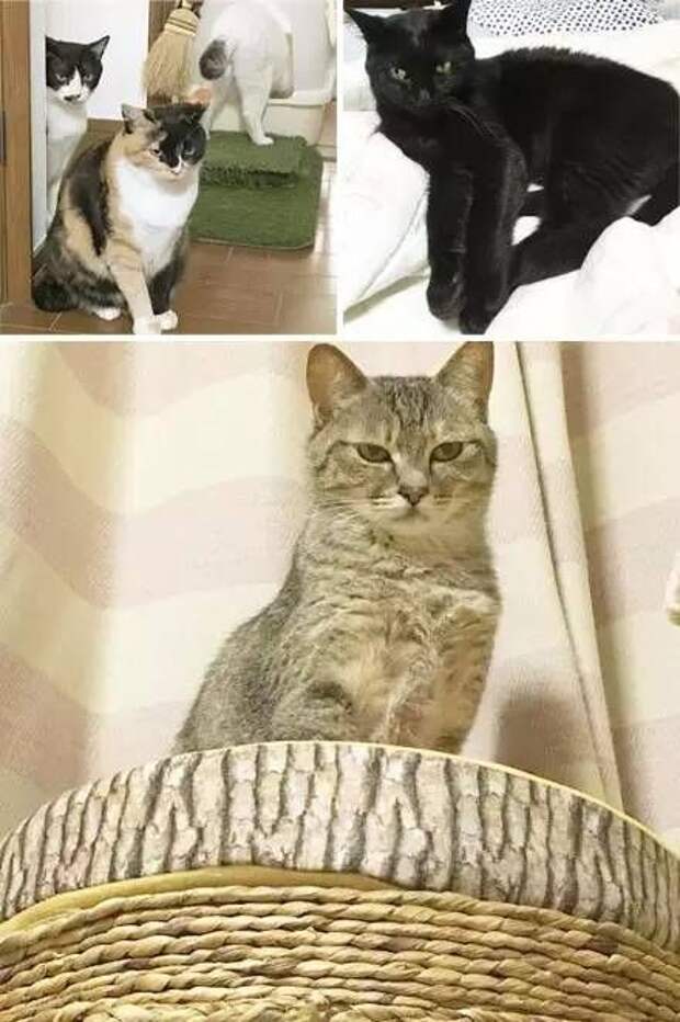 Старый пес и лучший друг кот