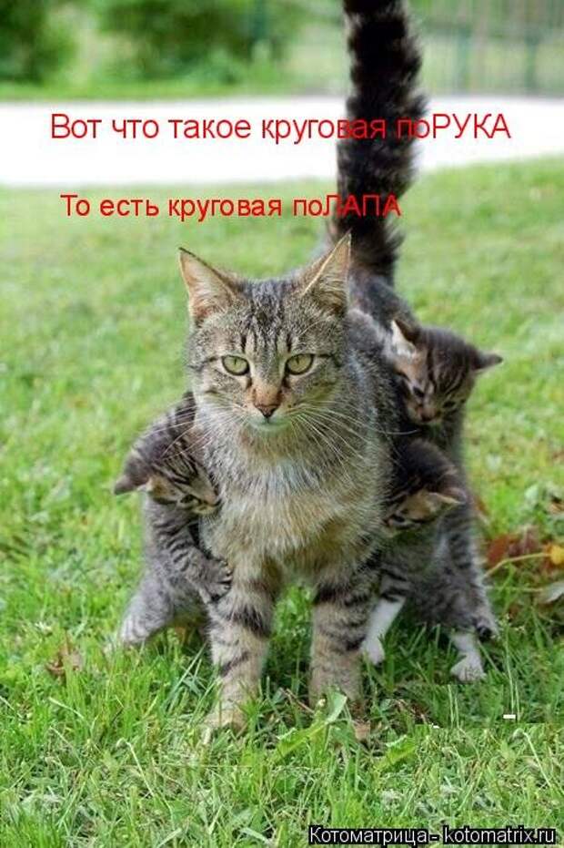 Лучшая котоматрица недели