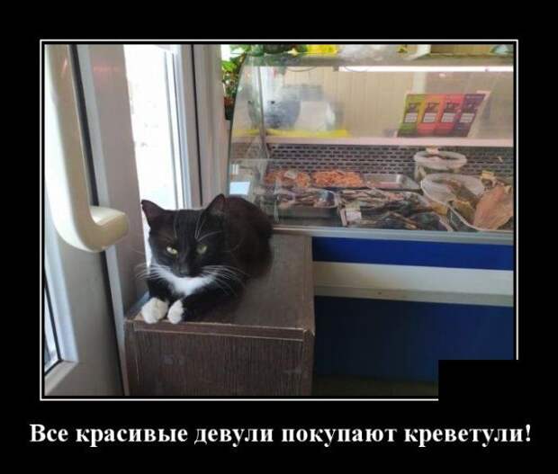 demotivatory-demotivator-smeshnye-demotivatory-demotivator-so-smyslom