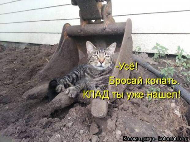 Свежая котоматрица для всех (31 шт)