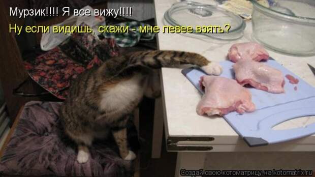Лучшие котоматрицы недели (50 фото)