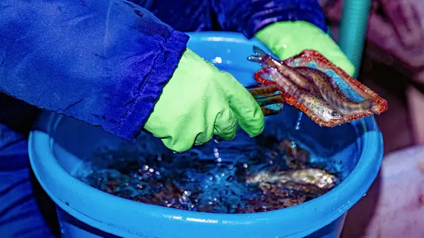 "Ростерминалуголь" провел мероприятия по восполнению водных биологических ресурсов