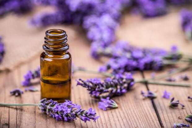 lavender