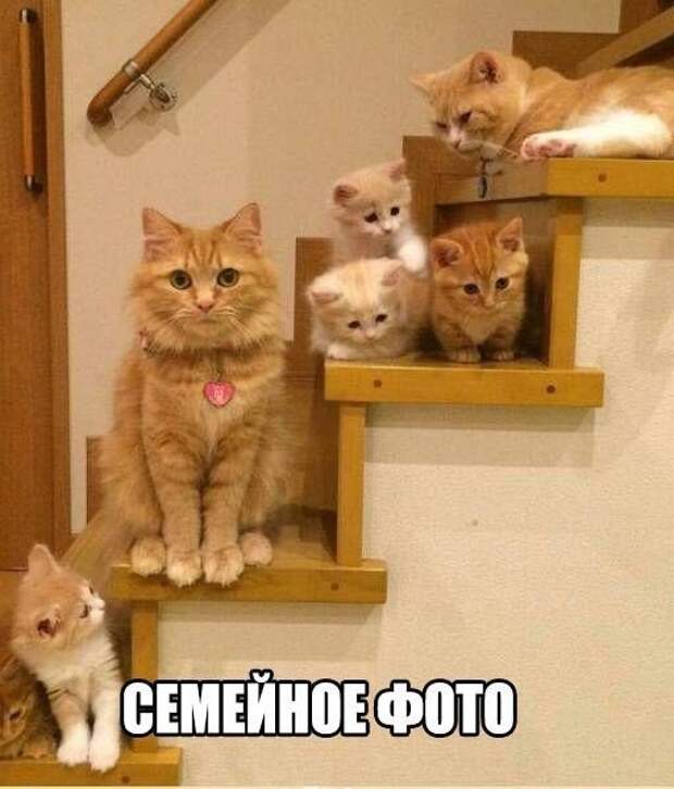Смешные картинки с надписями прикол, юмор