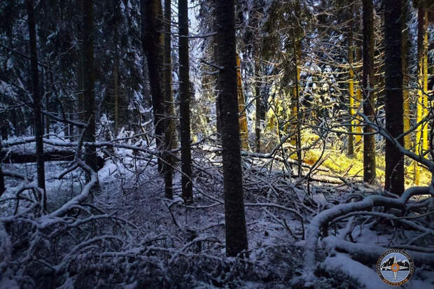 Двое мужчин с собаками потерялись в лесу в Ломоносовском районе Ленобласти