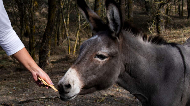 В Турции мужчина ограбил ювелирный магазин и попытался скрыться на осле