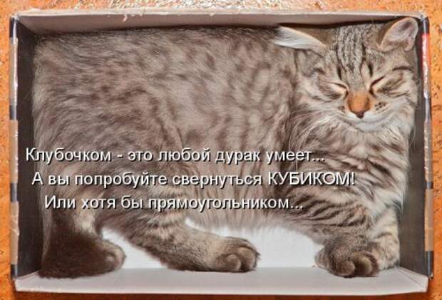 Весёлая котоматрица смех, фото