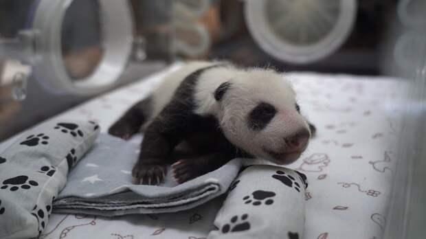 Большая панда укрепляет дружбу между Китаем и Россией