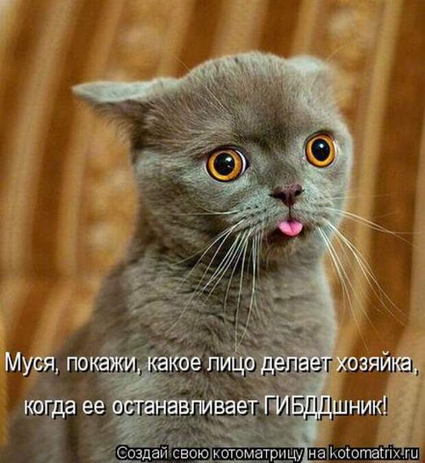 Котоматрицы(картинки с надписями)