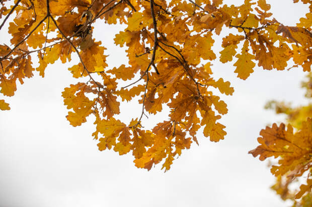 Врач объяснил, как спастись от осенней хандры