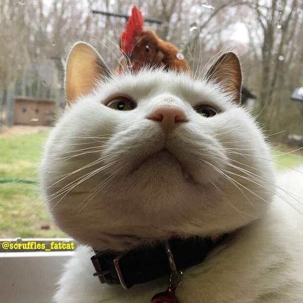 Толстенький кот Скрафлс так хорош, что цыпы не могут устоять и любуются им животные, кот, курица