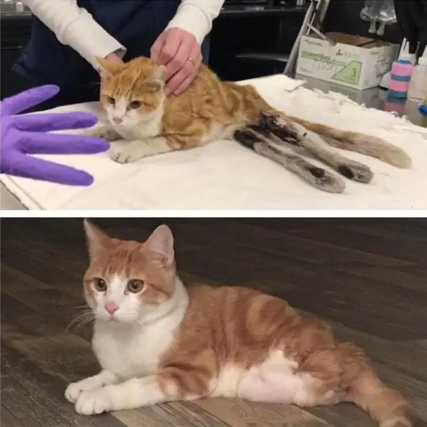 До и после того, как как их спасли и подарили дом