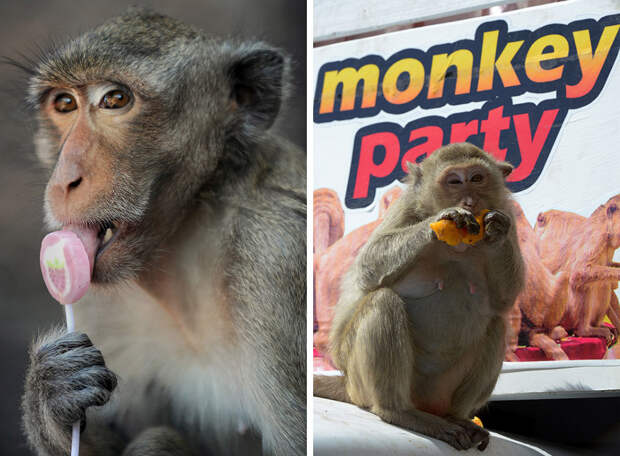 Monkey Buffet Festival: пир для обезьян