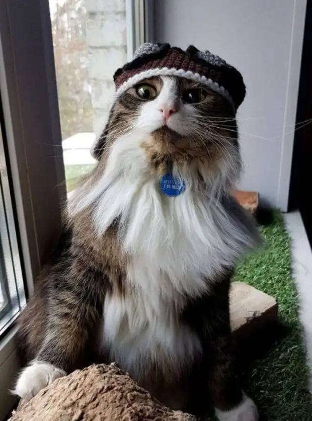 Кот с бородой