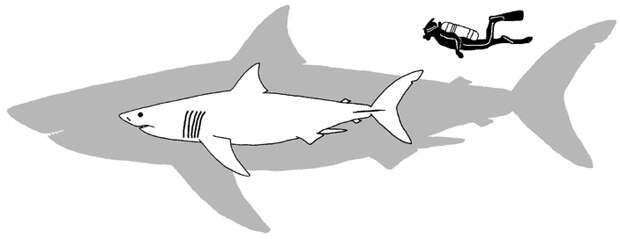 Рис. 3. Сравнение размеров мегалодона и белой акулы