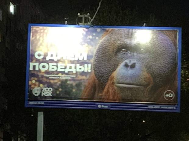 Новосибирцев поздравили с Днем Победы плакатом с орангутаном — перформанс устроил Новосибирский зоопарк.
