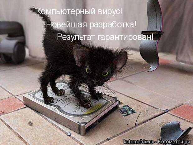 Лучшие котоматрицы недели (50 фото)