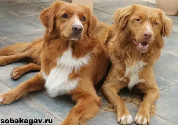 Новошотландский ретривер собака. Описание, уход и цена породы