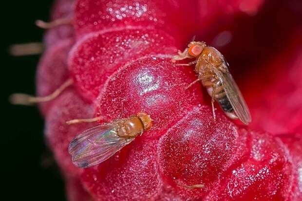 Откровение, которое изменит ваше отношение к еде, или Откуда в квартире берутся мошки?