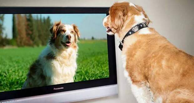 Что видят собаки, когда смотрят телевизор
