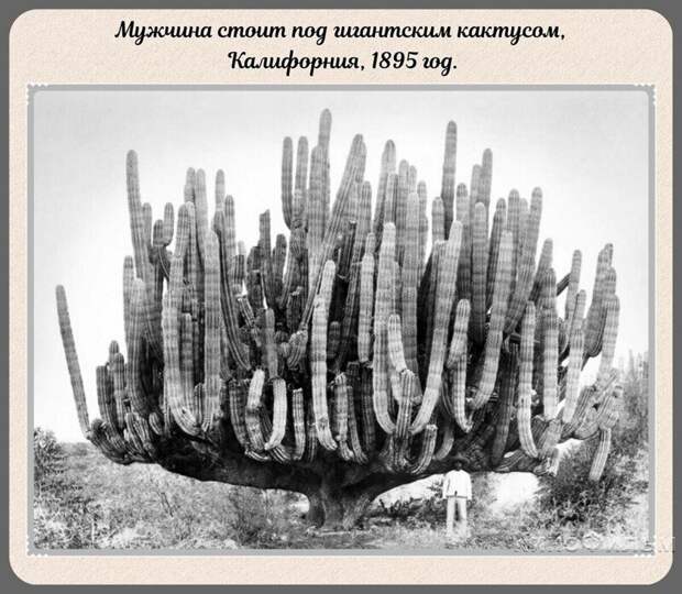 Фотографии прошлого, на которых история кажется ещё интересней