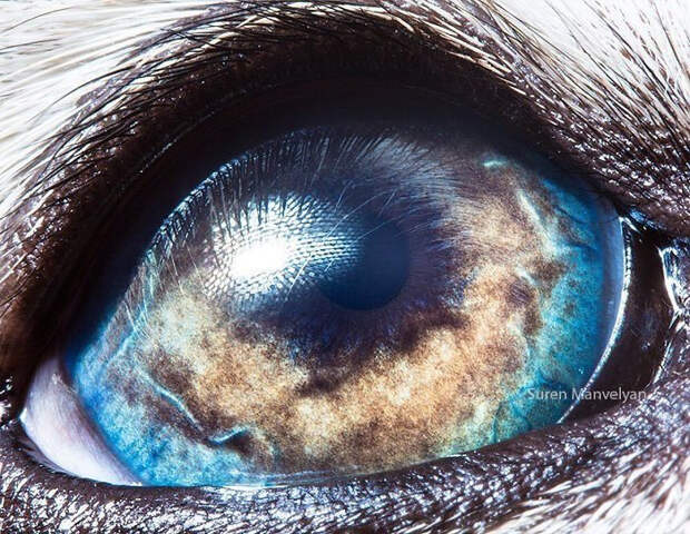 Глаза животных на снимках армянского фотографа Сурена Манвеляна