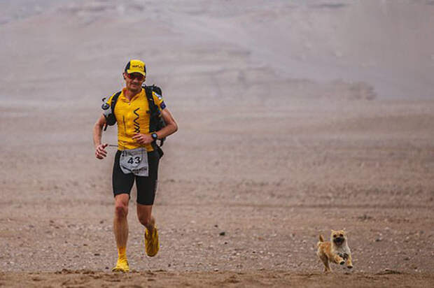 К бегуну Леонарду Диону во время забега в Китае присоединился щенок, пробегавший с ним по 23 мили в день собака, спорт