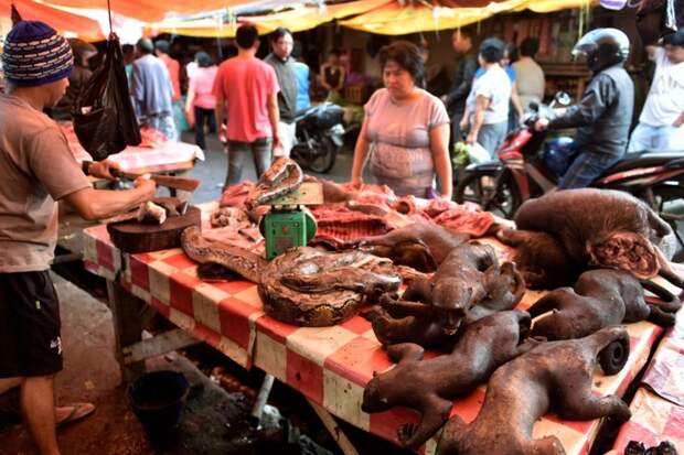 Шокирующие товары с Индонезийского рынка животные, факты