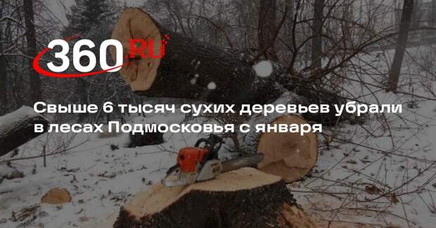 Свыше 6 тысяч сухих деревьев убрали в лесах Подмосковья с января