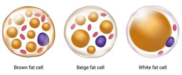 Виды жировых клеток