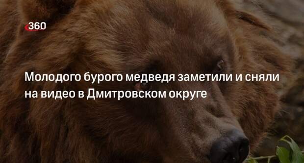 Молодого бурого медведя заметили и сняли на видео в Дмитровском округе