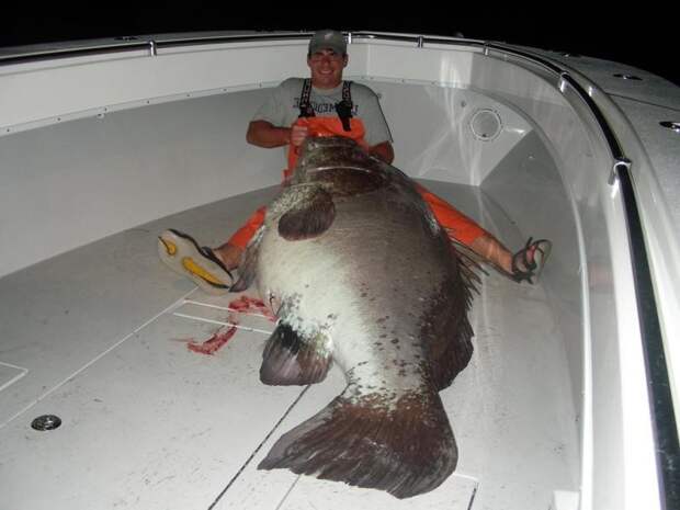 Самые большие пойманные рыбы рыба, рыбак, рыбалка, факты, фото