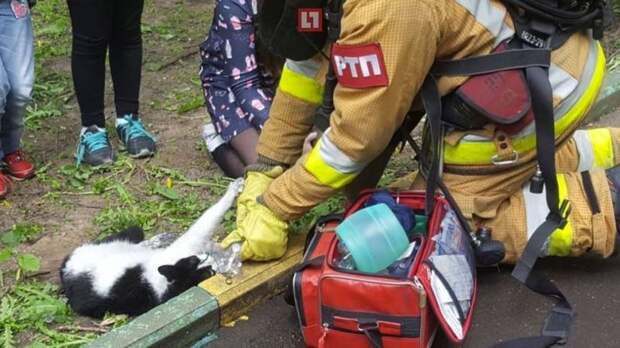 В Москве при пожаре в квартире сотрудники МЧС спасли двух кошек и двух собак