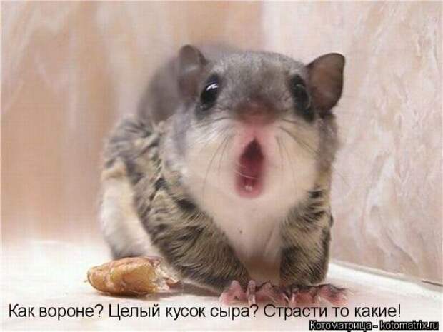 Лучшие котоматрицы недели (51 фото)