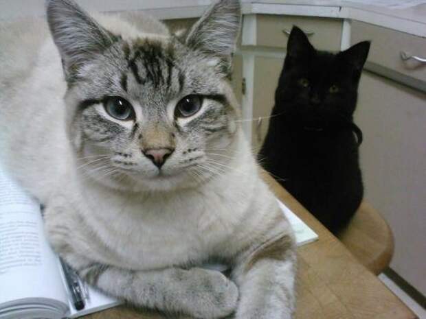 Забавный котопост)