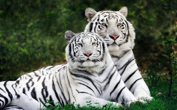 Белый тигр домашние питомцы, животные, интересное, кошки, самые дорогие, собаки, фото