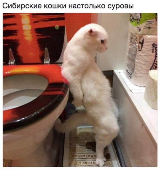 Свежая порция прикольных фотомемов (25 шт)