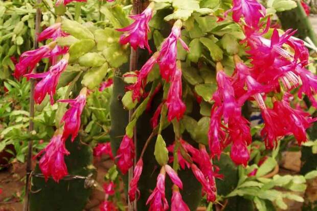 Упрямый цветок: как уговорить декабрист зацвести к Новому году