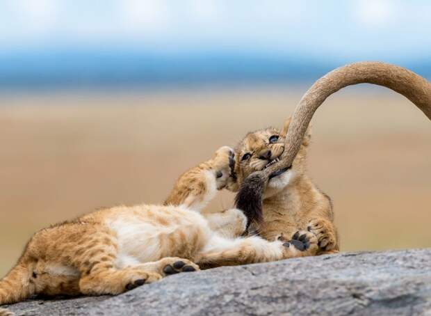 Лучшие фотографии от National Geographic в 2018 году